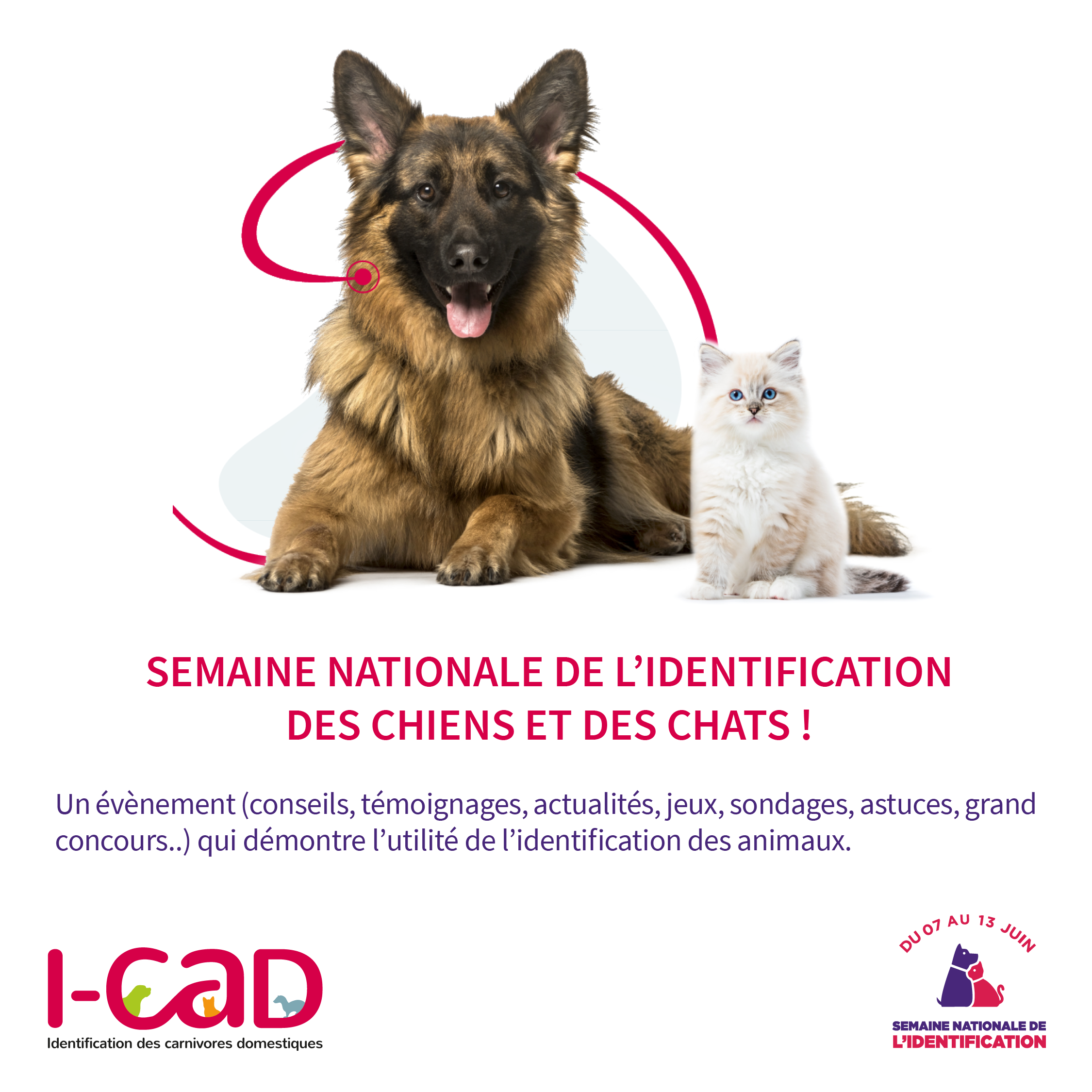 Du 07 Au 13 Juin 21 La Semaine Nationale De L Identification Des Chiens Et Des Chats