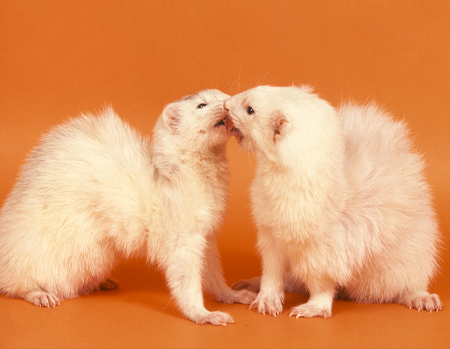 rencontre entre deux furet