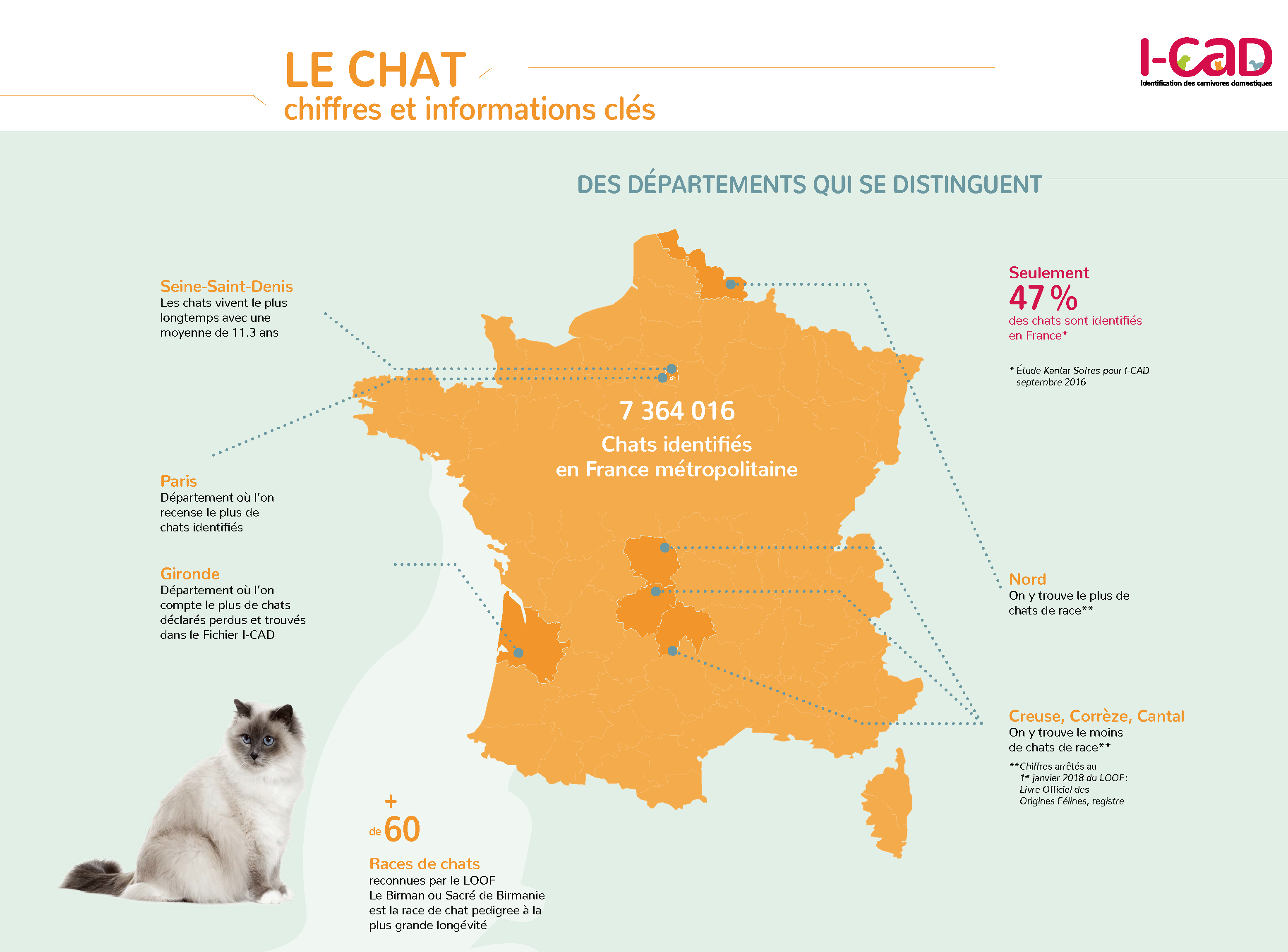 Infographie Le Chat Chiffres Et Informations Cles