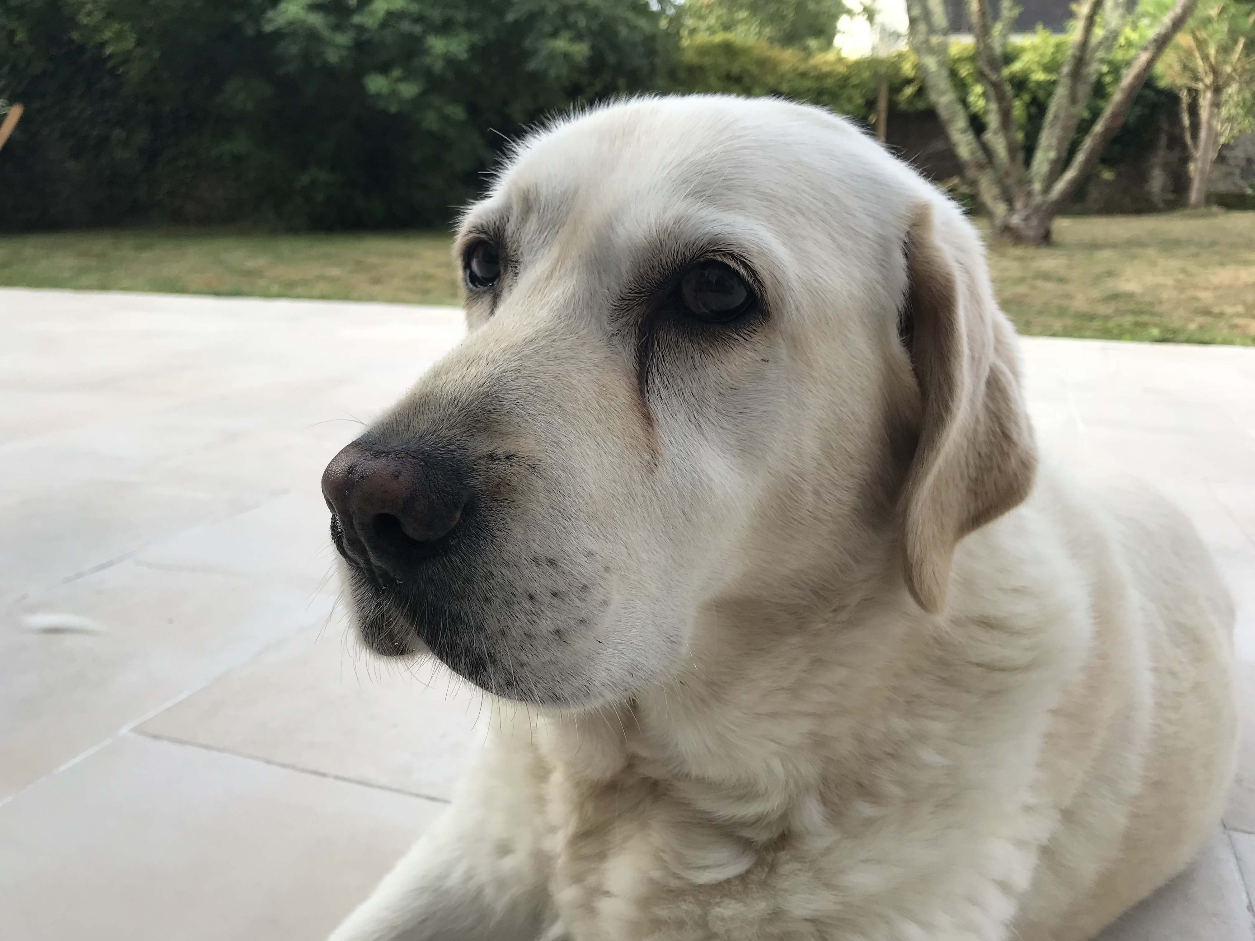 Labrador La Couleur Influe Sur Lespérance De Vie