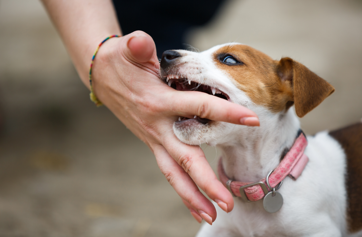 Morsure Canine Surveillance Nécessaire