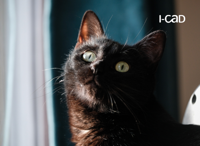 affections de l'appareil reproducteur de la chatte 
