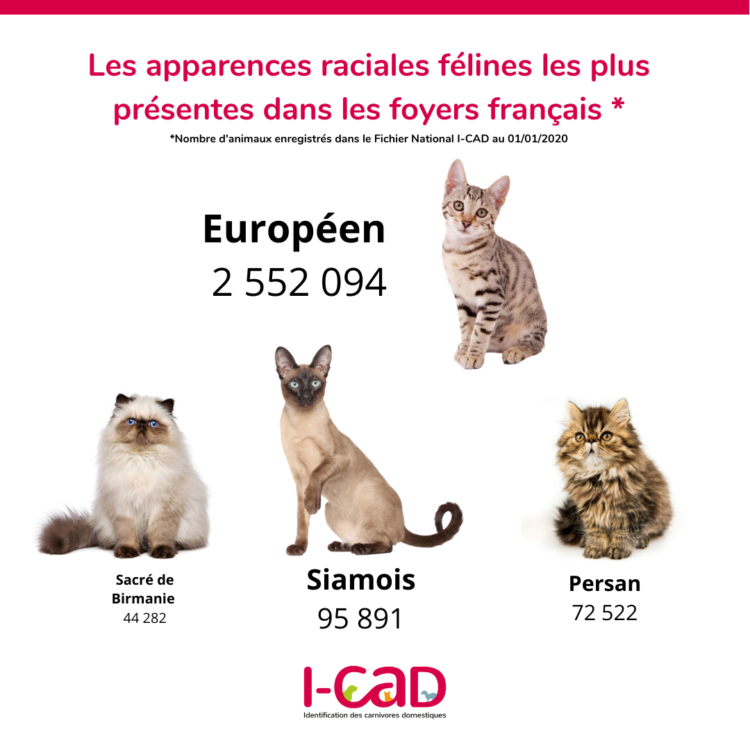 Chiffres 19 European Shorthair Maine Coon Persan Et Siamois Les Chats Preferes Des Francais