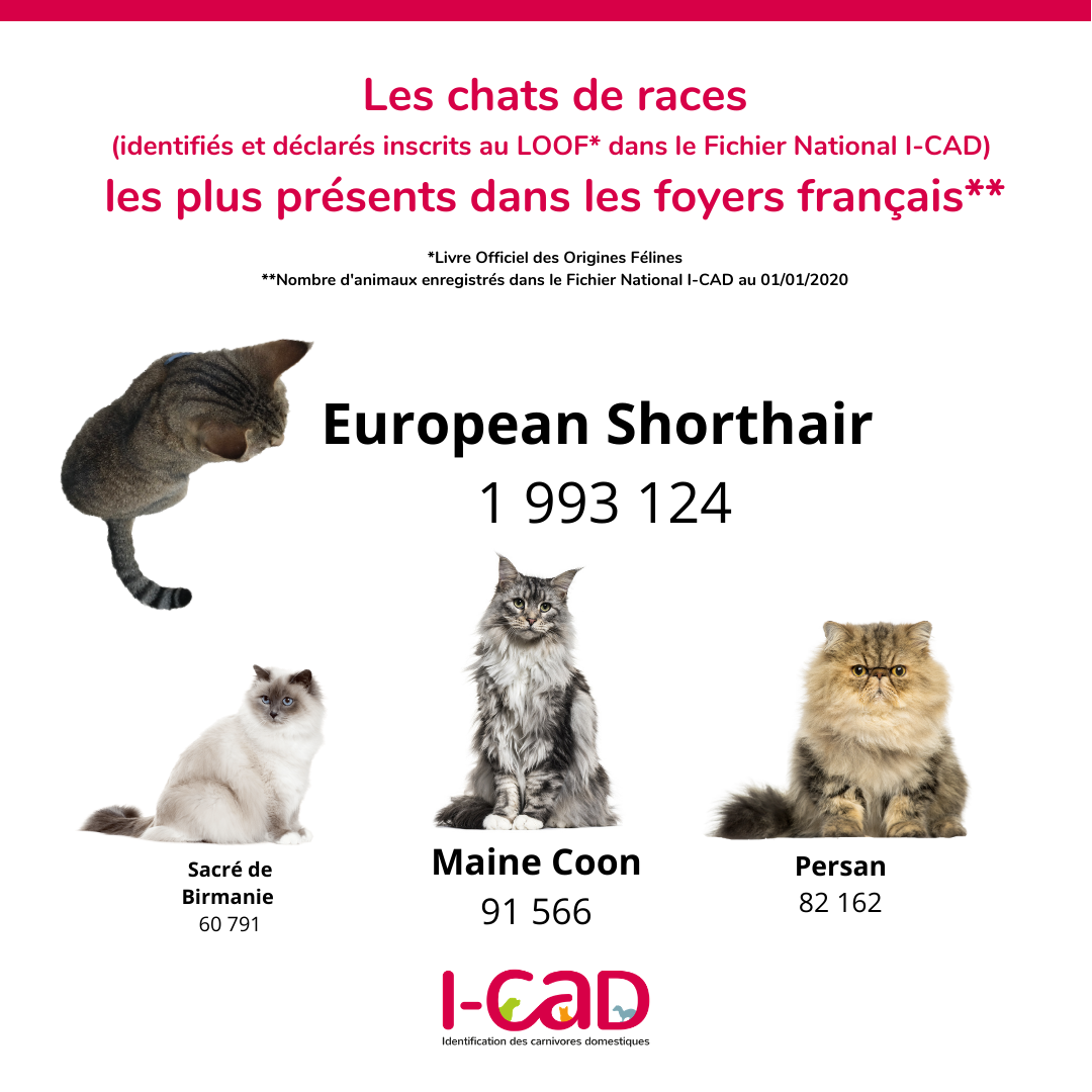 Chiffres 19 European Shorthair Maine Coon Persan Et Siamois Les Chats Preferes Des Francais Chiffres 19 European Shorthair Maine Coon Persan Et Siamois Les Chats Preferes Des Francais