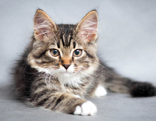Se poser les bonnes questions avant d’accueillir un chat Se poser les bonnes questions avant d’accueillir un chat