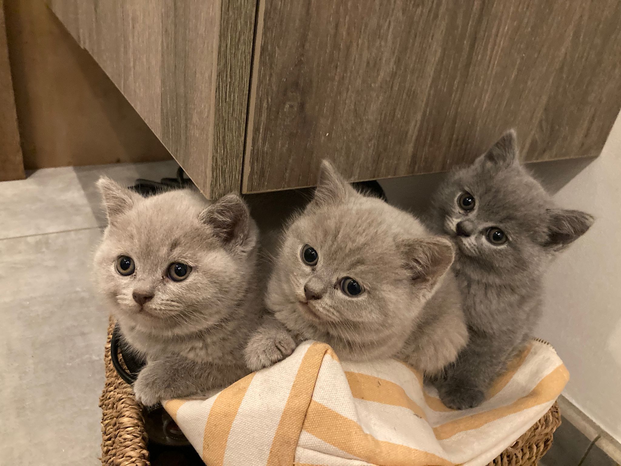 vendre ou donner chatons