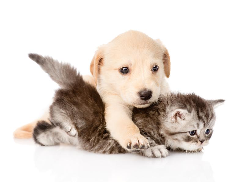 Rencontre entre chien et chat