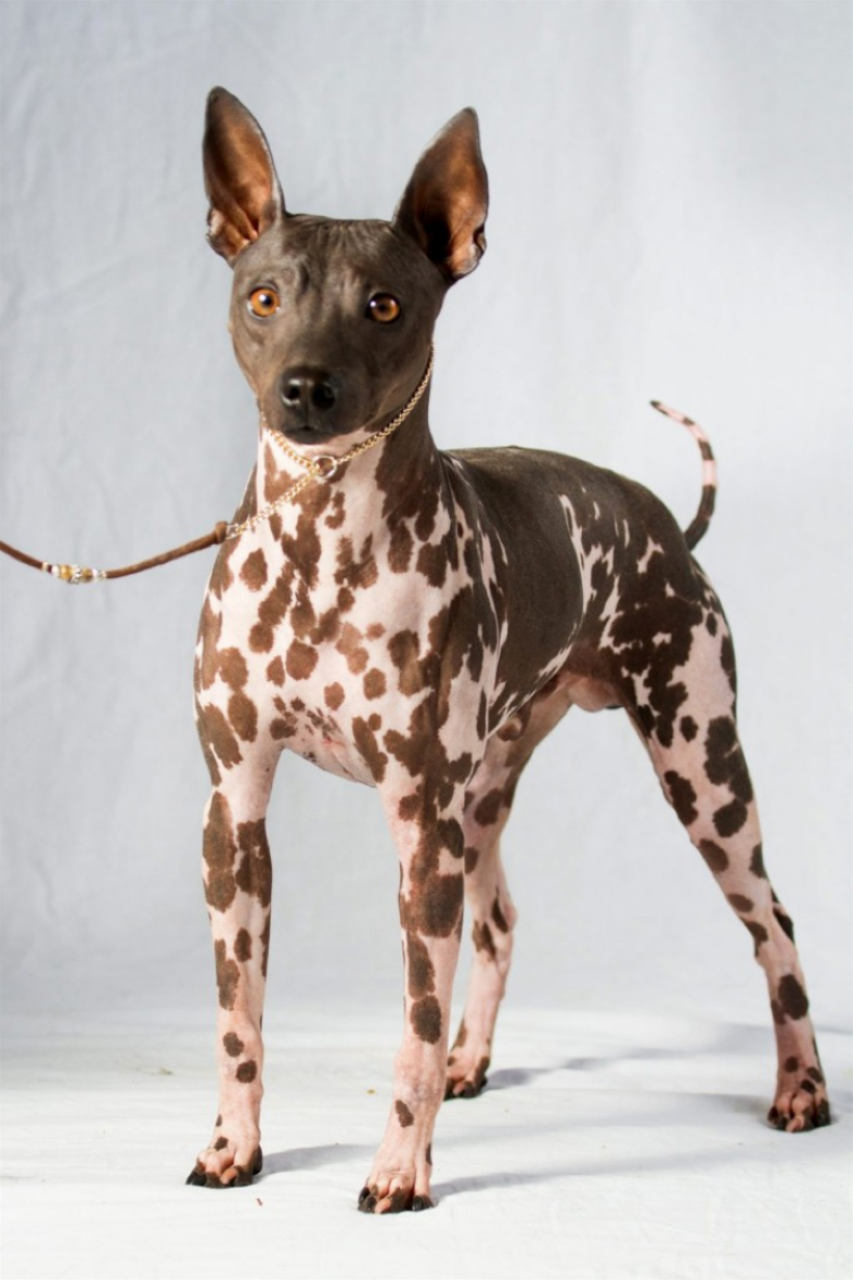 Terrier Breeds Of Hairless Dogs Breed Coated American Hairless
