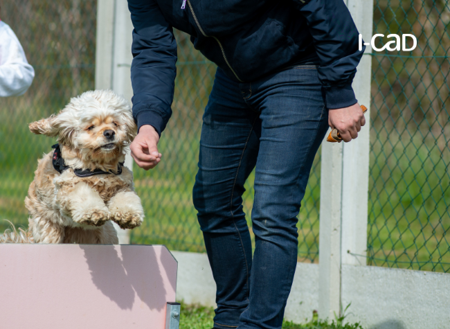 Faire du sport avec son chien