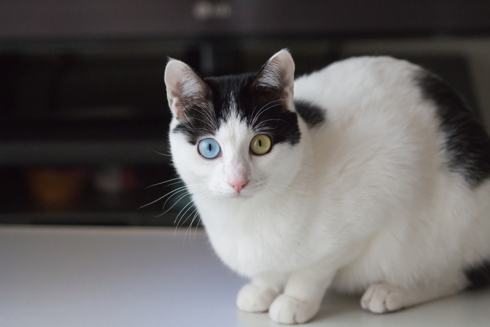 Le chat  un animal  tr s sensible au stress