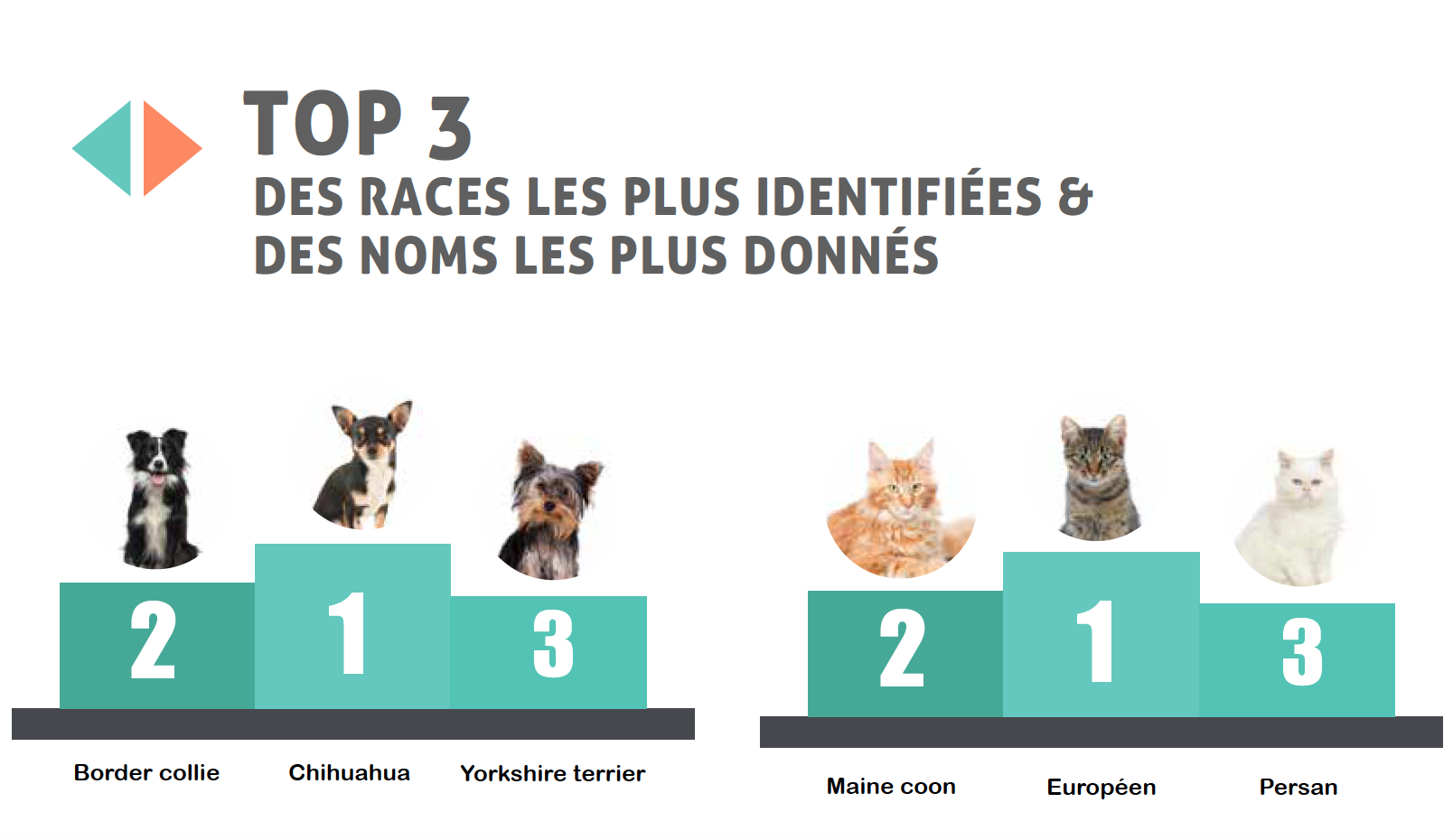 Lidentification Des Chiens Chats Et Furets En 2017