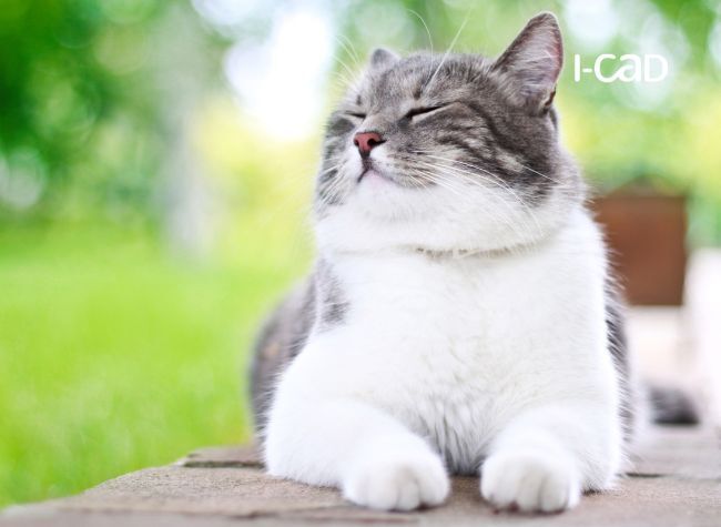 ronronnement chat