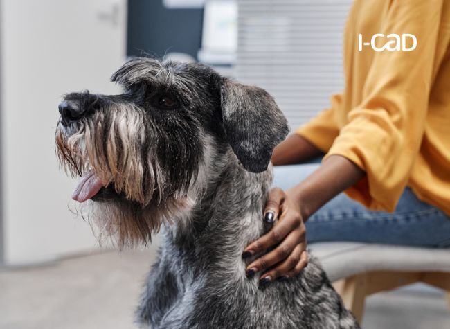 Contagion du stress entre propriétaire et animal